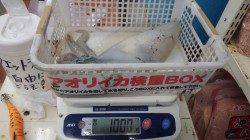 天神崎の堤防 エギングでアオリイカ1kg