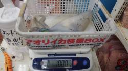 天神崎の堤防 エギングでアオリイカ1kg