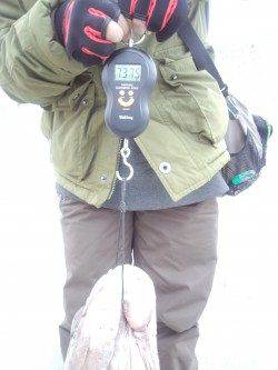 翼港南側のカーブでカンダイ釣り、7.3kg★