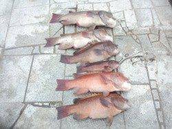 翼港南側のカーブでカンダイ釣り、7.3kg★