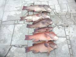 翼港南側のカーブでカンダイ釣り、7.3kg…