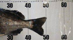 埴田漁港 紀州釣りで年無しチヌ出た！