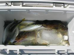 南塩谷 フカセ釣りでアジ〜23cm19匹 …