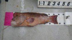 見老津の地磯カンダイ89cm11kg