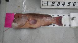 見老津の地磯カンダイ89cm11kg