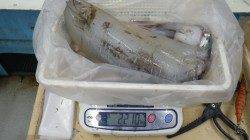 椿 ヤエンでアオリイカ2210g