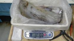 椿 ヤエンでアオリイカ2210g