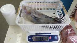 堺 ヤエンでアオリイカ1,105g