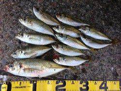 串本港 アジングで尺アジまじりで12匹☆ アタリはボトム