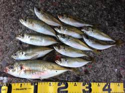 串本港 アジングで尺アジまじりで12匹☆ …