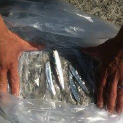 4月28日加太漁港RT