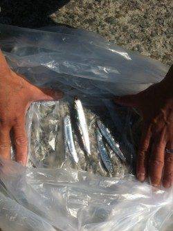 4月28日加太漁港RT