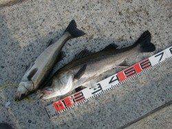 【ベランダでBIGチヌ】南芦屋浜リアルタイム