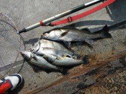 ハネの潮ですよ~♪泉大津RT29日