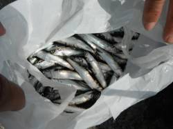 そしてイワシがキター♪岸和田一文字RT29…