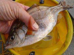 神戸空港RT、イワシの気配も