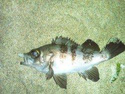 樽井 メバリングでメバル〜20cm4尾！