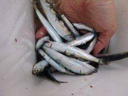 兵庫突堤のイワシ絶好調