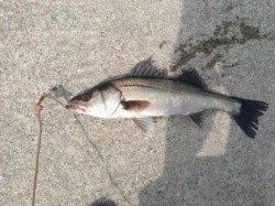 【ハネ釣れていますね♪】南芦屋浜