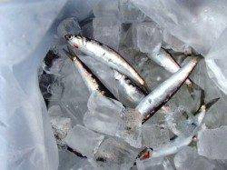 再び回遊開始！泉大津RT！夕方