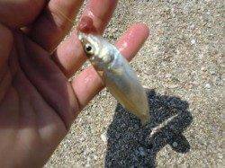 須磨海岸、キスがスタート！！