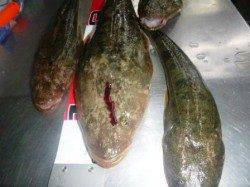 紀ノ川マゴチフィーバー♪♪♪