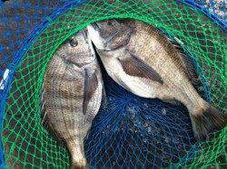 芦屋のチヌが止まりません！最高４枚釣れてます