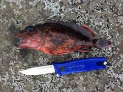 チヌ、グレ狙いで浦上の地磯へ釣行・・・