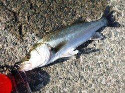 食こんベイト多数もシラサでハネ★