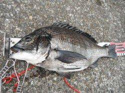 【のっこみチヌだ】丸島防波堤ＲＴ（８日）