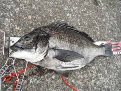 【のっこみチヌだ】丸島防波堤ＲＴ（８日）