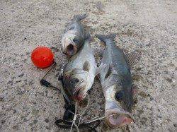 北公園のナイスなハネ達！