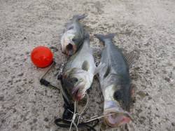 北公園のナイスなハネ達！ 