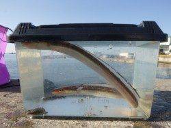 朝の兵突かわいい彼女も釣りに！