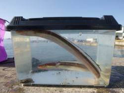 朝の兵突かわいい彼女も釣りに！