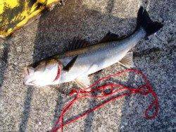 水銀灯&なぎさ公園で♪泉大津ＲＴ。夕方