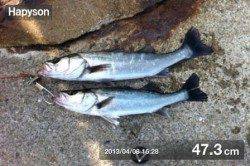 ハピソンアプリで食コン　夕方りある♪