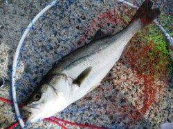 今朝はなぎさで♪　泉大津RT　9日あさ