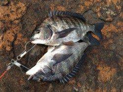 芦屋浜チヌ釣れすぎて!南芦屋浜北側水道