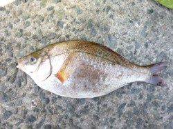 【カゴ天秤でメバル】アジュール舞子ＲＴ