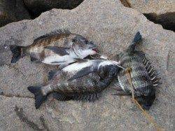 【チヌ釣れちゃいます♪】南芦屋浜