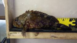 みなべ森の鼻でBIGガシラ！餌はキビナゴ