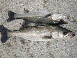 【エビ撒きもいいですよ】南芦屋浜リアルタイム