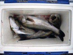 ハネ好調!!60オーバーも泉大津RT2日朝