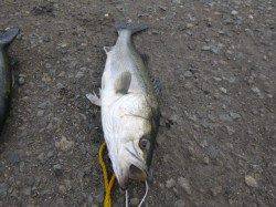 神戸各地RT　兵突でハネ！