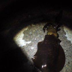 紀伊大島 ナイトエギングでアオリイカ