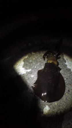 紀伊大島 ナイトエギングでアオリイカ