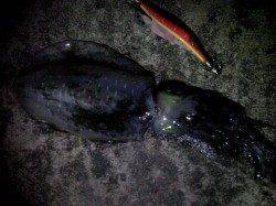 見草漁港でエギング、朝マズメでのヒット！