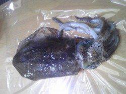 見草漁港でエギング、朝マズメでのヒット！