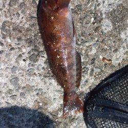 垂水漁港で投げ釣り、25cmのアブラメＧＥＴ！